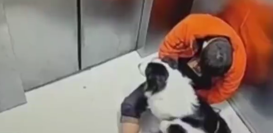 痛心！男子酒后乘电梯被卡致爱犬死亡…